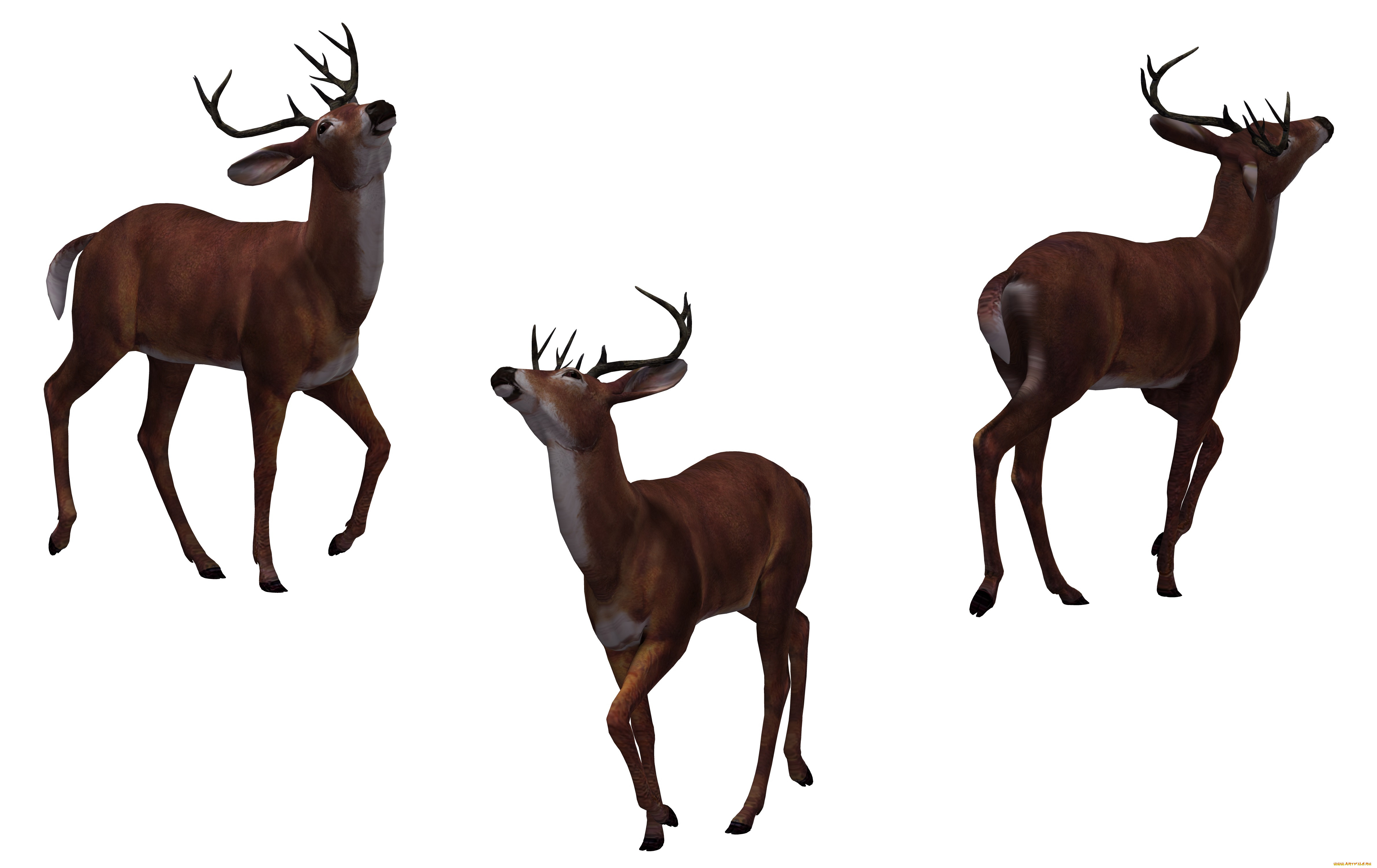 3 ,  , animals, , , 